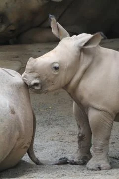 Rhino Stock Photos