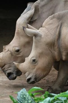 Rhino Stock Photos