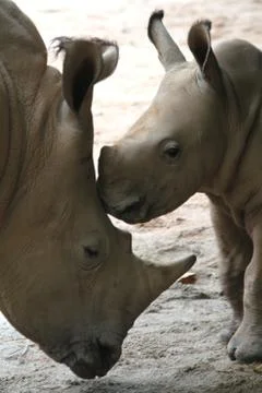 Rhino Stock Photos