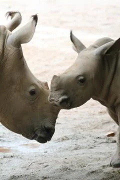 Rhino Stock Photos