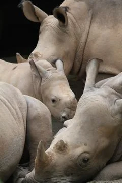 Rhino Stock Photos