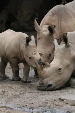 Rhino Stock Photos