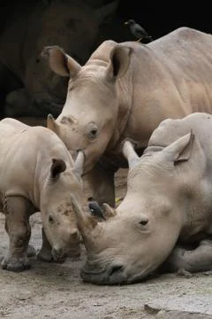 Rhino Stock Photos