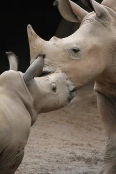 Rhino Stock Photos