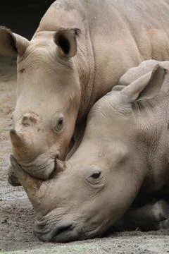 Rhino Stock Photos