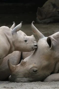 Rhino Stock Photos