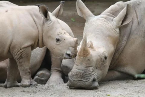 Rhino Stock Photos
