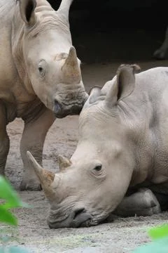 Rhino Stock Photos