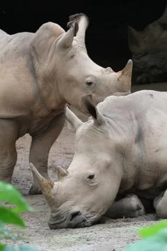 Rhino Stock Photos