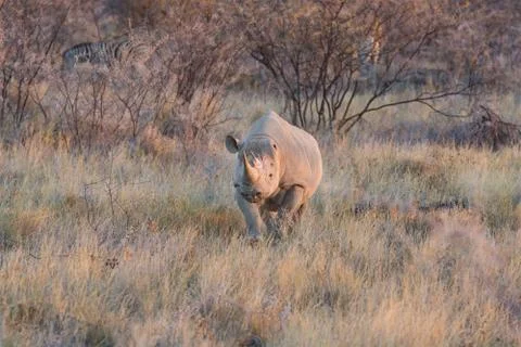 Rhino Stock Photos