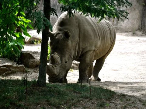 Rhino Fotos Stock