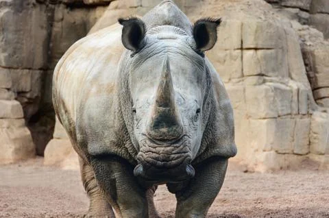 Rhino Stock Photos