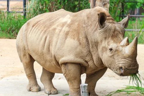 Rhino Stock Photos