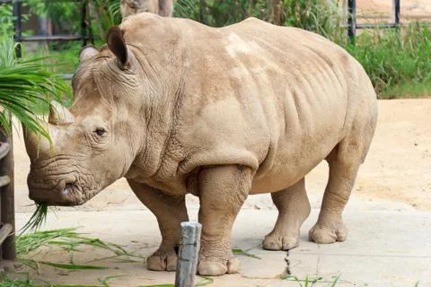 Rhino Stock Photos
