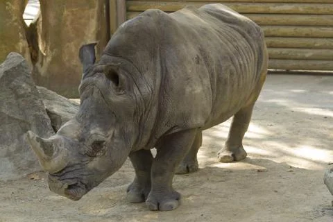 Rhino Foto stock