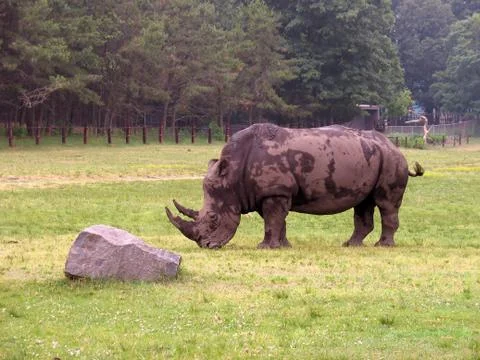 A rhino Stock Photos