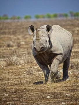 Rhino Stock Photos