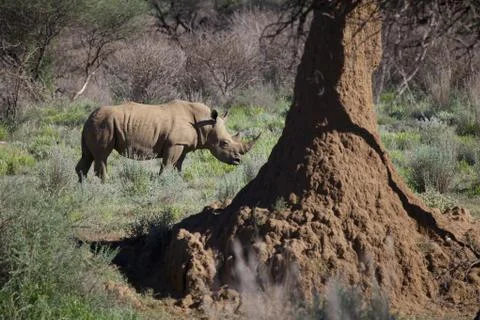Rhino Stock Photos