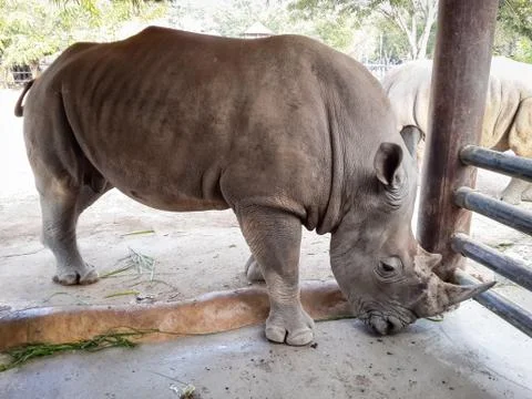 Rhino Stock Photos