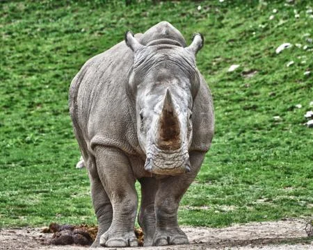 Rhino Stock Photos