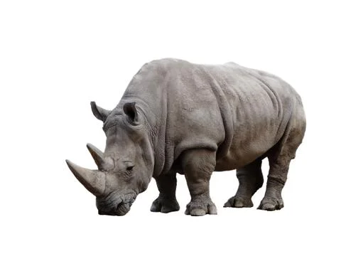 Rhino Stock Photos
