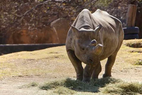 Rhino Stock Photos