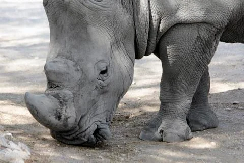 Rhino Stock Photos