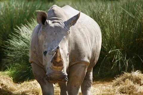 Rhino Фото