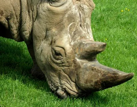 Rhino Stock Photos