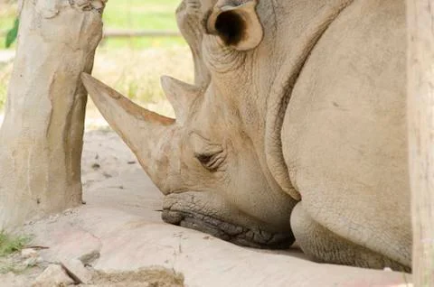 Rhino Stock Photos