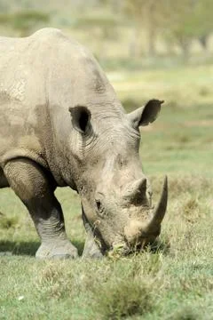 Rhino Foto stock