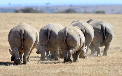 Rhino 写真素材