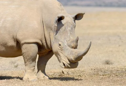 Rhino Stock Photos