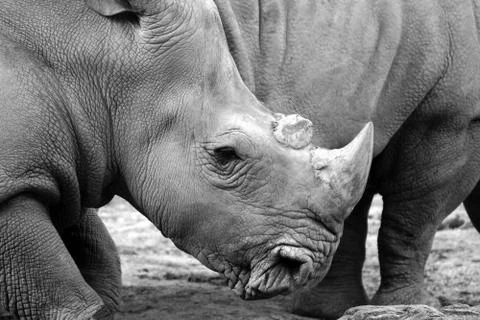 Rhino Stock Photos