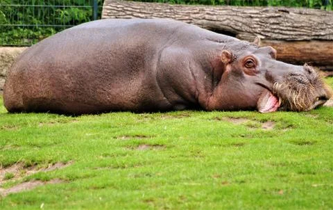 Rhino Foto stock