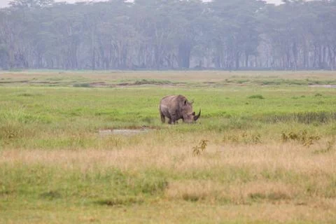 Rhino Stock Photos