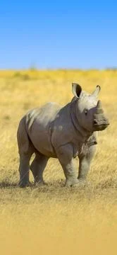 Rhino Stock Photos