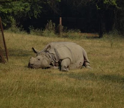 Rhino Stock Photos
