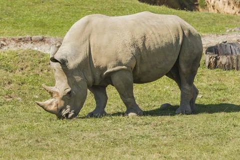 Rhino 写真素材