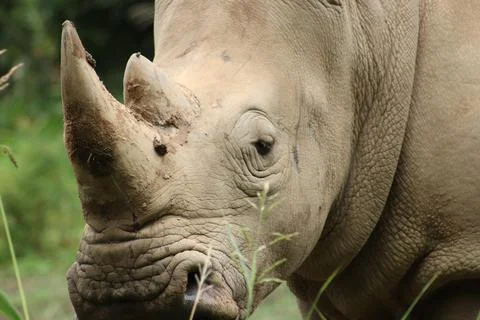 Rhino 写真素材