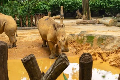 Rhino at the pond Stock Photos