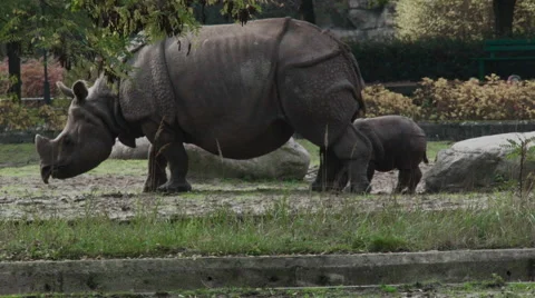 Rhino with a pup Video stock 68645351