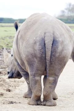 Rhino rear Stock Photos