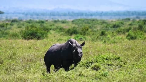 Rhino relaxing alone in the forest Stock Footage 222789375