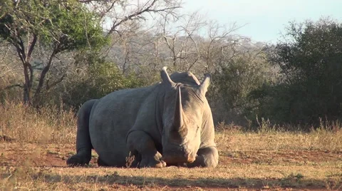 Rhino resting on ground. Stock Footage 62744898