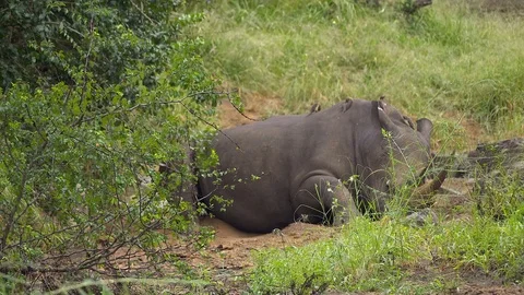 Rhino resting in the riverbed Stock Footage 108498664
