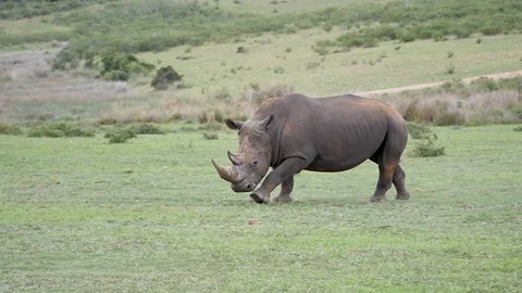 Rhino Rhinosinusitis Charges Running in the Wild Attacking Africa Stock Footage