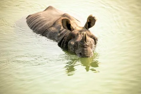 Rhino in the river 스톡 사진
