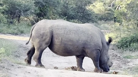 Rhino on the road Stock Footage 334572180