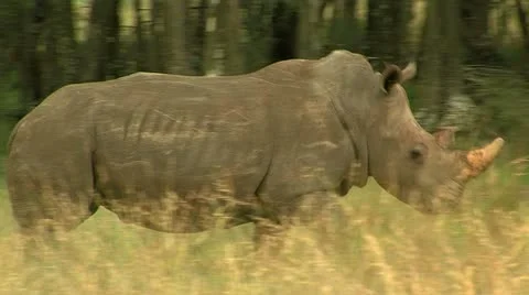 Rhino running in africa Stock Footage